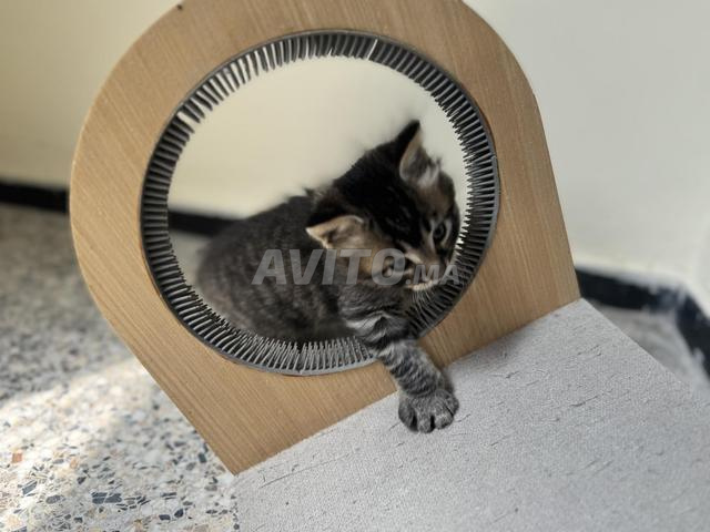 قطط صغيرة للتبني - 2