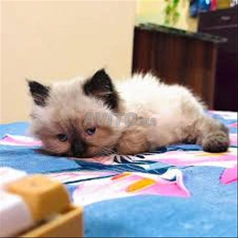 قطط راغدول رائعة - 2