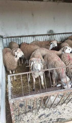 Beau mouton Sardi à vendre