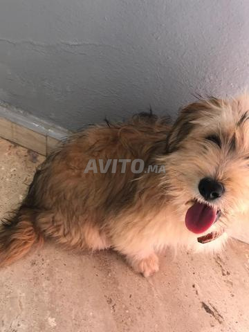 بيشون مالتيبو