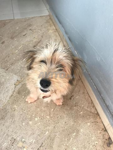 بيشون مالتيبو - 2