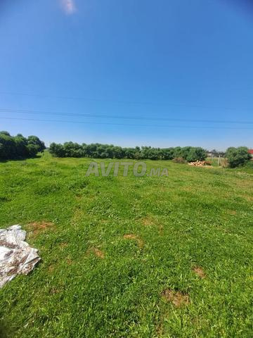 Terrain à vendre Sidi Hajjaj Chellalate 1500 m²