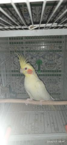 طائر كالوبسيت ذكر