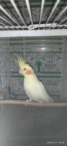 طائر كالوبسيت ذكر - 2