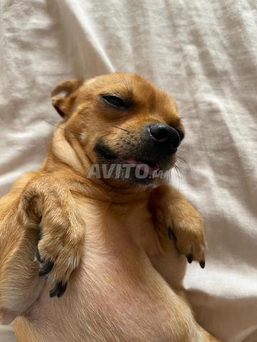 تشيواوا و أبرادور - 2