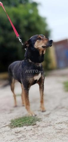 ثلاث كلاب رائعة للتبني - 2