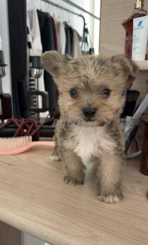 كلب بيكينيز للبيع - 2