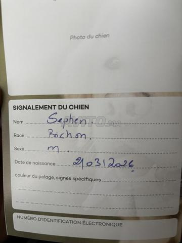 كلب بيشون للبيع - 2