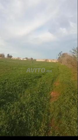 أرض فلاحية للبيع ببوشاقور، بركان - 2