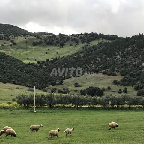 Domaine Titré 111 Ha Azrou (Had Oued Ifrane)