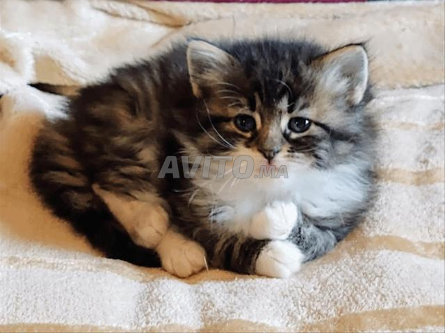 Chaton norvégien bébé