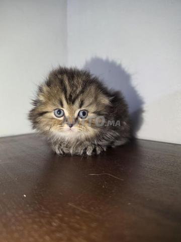 ذكر هايلاند فولد بسلالة أصلية - 2