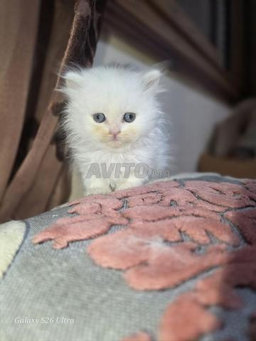 أنثى هايلاند ستريت ذات نسب - 2