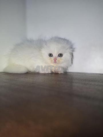 ذكر هايلاند فولد بسلالة أصلية - 2