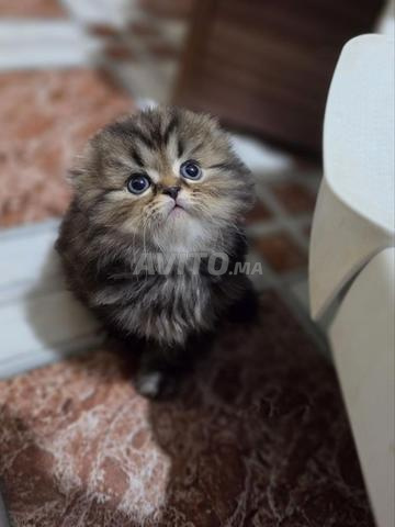 ذكر هايلاند فولد - 2