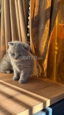 بريطش شورت هير و سكوتش فولد - 2