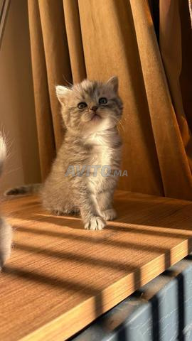 بريطش شورت هير و سكوتش فولد - 2