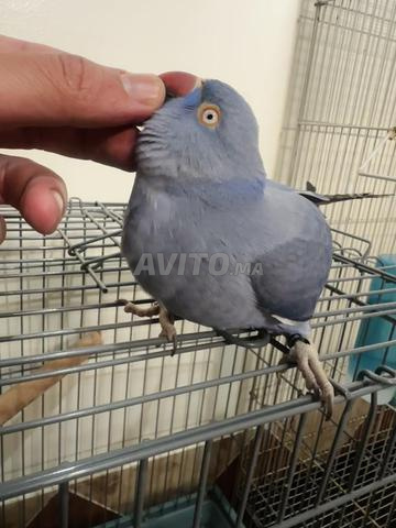 ببغاء طوق بنفسجي