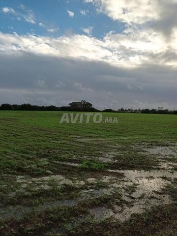 بيع منزل وأراضي وحظائر زراعية - 2