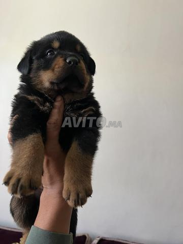 روت وايلر - 2