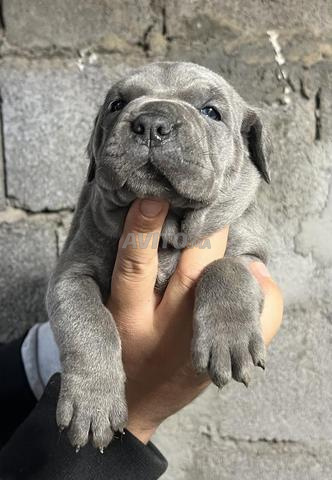 Corsso Del Bahja  - 2