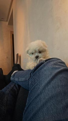 بيشون مالطي