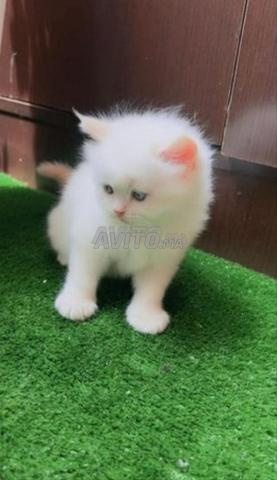Chaton angora turc - 2