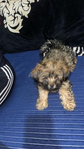 كلب بيشون أليف - 2