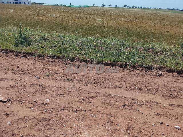 مهرجان سحل بيرتما - 2