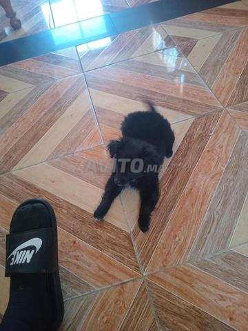 كلب بيكنواه - 2