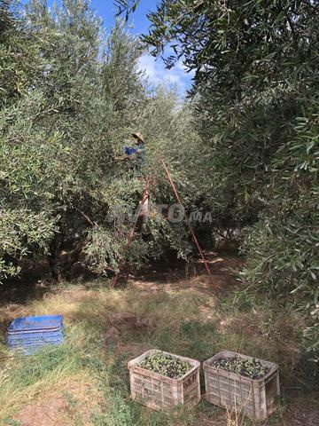 Vente Ferme de 50000 m2 à Marrakech - 2