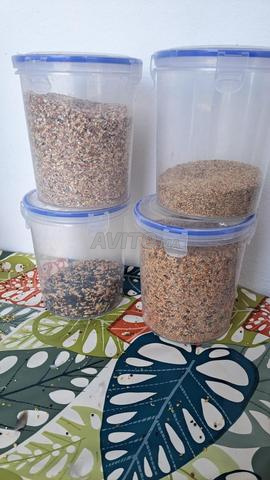 Oiseaux domestiques - 2