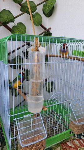 طيور غريبة - 2