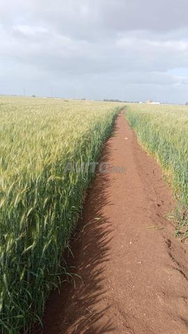 Terrain agricole Tither Fonsi 4 hectares 35 millions par hectare - 2