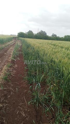 أرض فلاحية ثيثر فونسي 4 هكتارات 35 مليون للهكتار