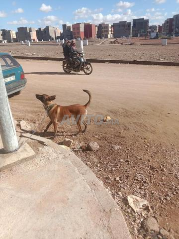 مالينوا للحراسة - 2