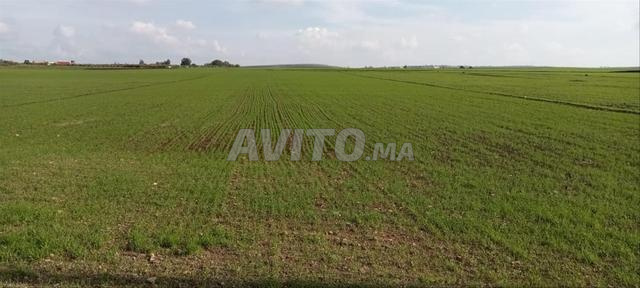 Terrain agricole de 460 hectares à Berrechid - 2