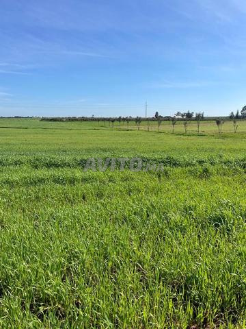 أرض فلاحية 460 هكتار في برشيد