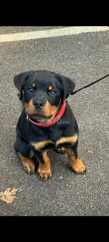 روت وايلر جرو - 2