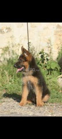 جرو الراعي الألماني - 2