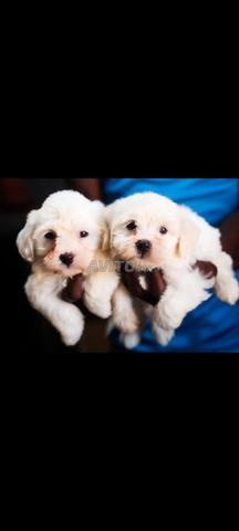 Chiot Bichon Maltais