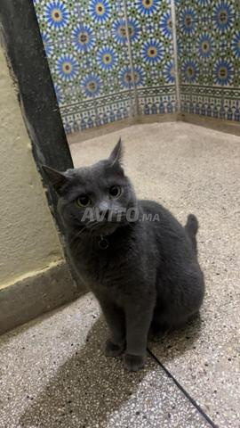 قط للبيع أزرق روسي
