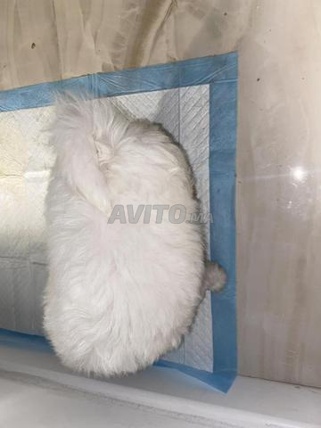 كلب بيشون مالتيز قزم - 2