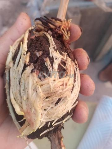 هرمون تجدير نبات - 2