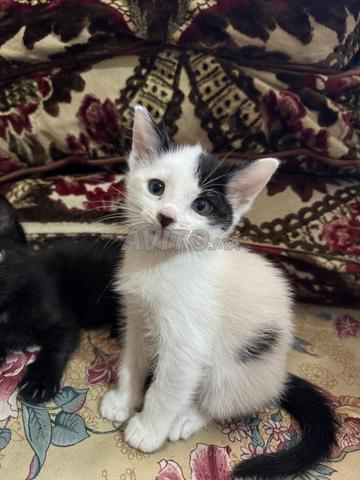 Chats domestiques à adopter