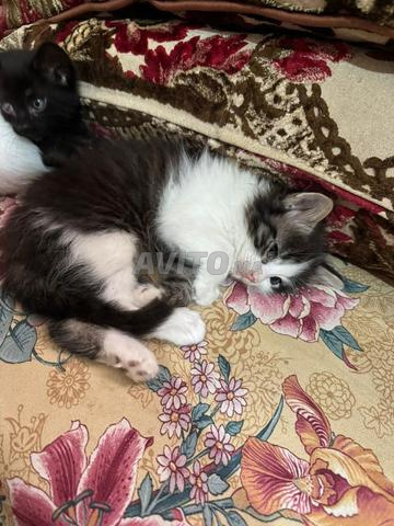 قطط صغيرة للتبني - 2