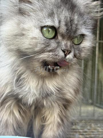 أنثى شيرازي - 2