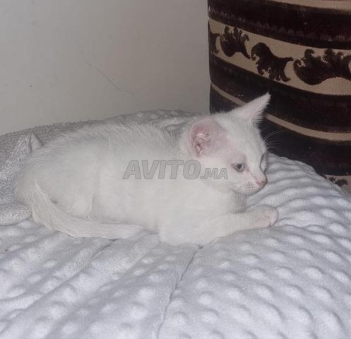 2 chats angora mâle et femelle avec leurs accessoires