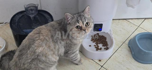 Chatte British/Scottish à adopter - 2