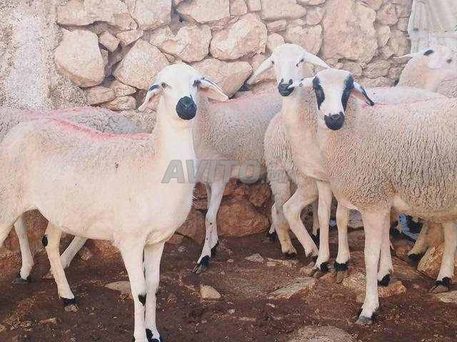 توجد 30 حورية بحر جميلة